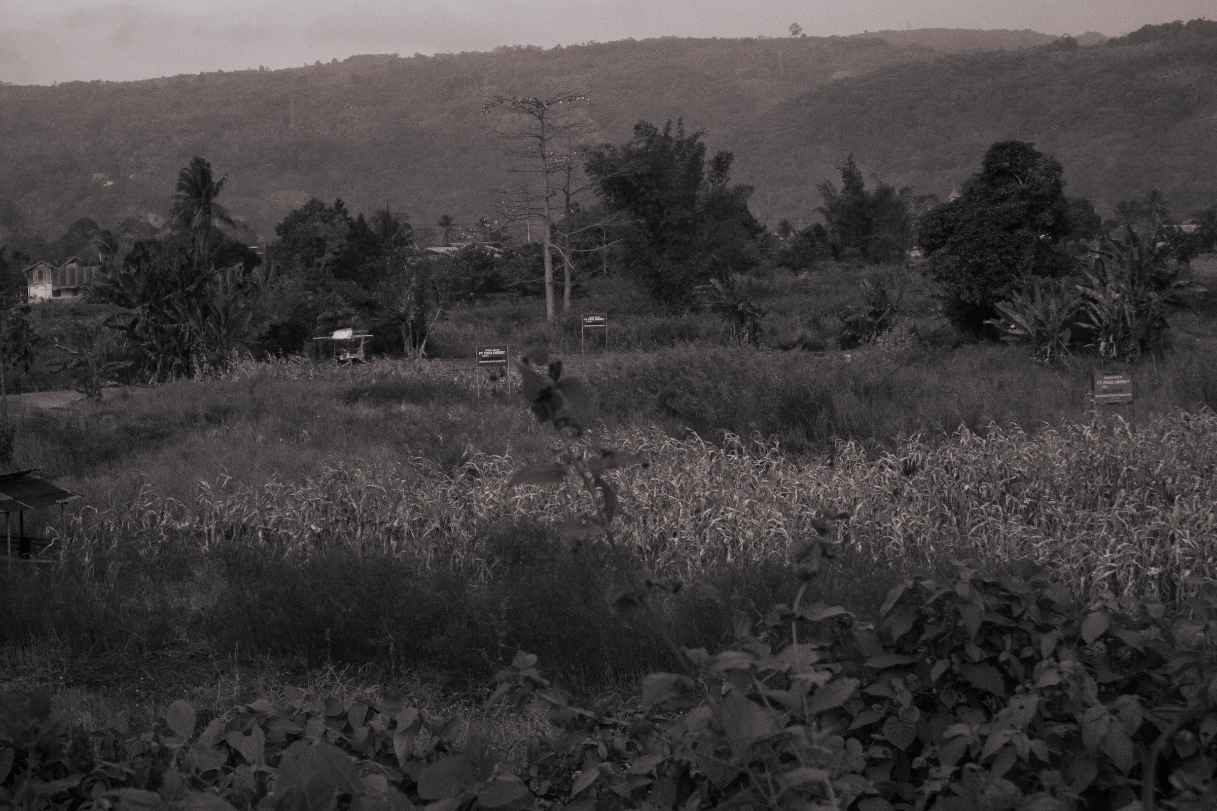 Warning signs of Poso Energy land enclosure, Petirodongi area, Tentena. Source: personal documentation, July 2026.